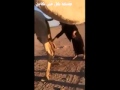 فهم التداوي ببول الابل بشكل مقلوب ومغلوط