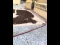 منزل مليء بالجراد الحي والمطهي بالقصيم - فيديو