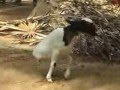 بالفيديو .. خروف يسير على طرفين اثنين فقط