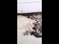 حشرات الكريكيت آكلة اللحوم تغزو أوكلاهوما - فيديو
