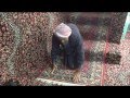 سعودي مسن يذهب لصلاة الجماعة حبوا - فيديو