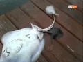 بالفيديو .. سبحان الله سمكة تضع صغارها قبل ان تموت