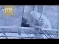 فيديو لص ذكي يسرق محل مجوهرات من خلال ثقب الحائط