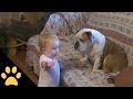 Baby Argues With Bulldog