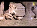 مشهد مؤثر - حتى الفيلة تحزن لموتاها