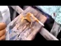 بالفيديو .. هل من يذكر الأسماك بأن التدخين مضر بالصحة ؟
