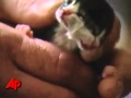بالفيديو : قط ولد بوجهين