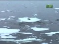 ذكاء وهجوم الحيتان القاتلة لتصطاد فقمة