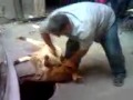 بالفيديو: أغبى عملية ذبح للخروف