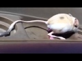 انثي الجربوع في حالة ولادة