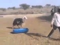لا تقم بفعل هذه الأشياء مع الخروف لأنك سوف تندم