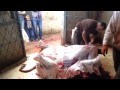 فيديو اسرع جزار من فلسطين سلخ العجل بـ 4 دقائق
