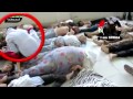 بالفيديو| فضيحة.. لحظة حقن عناصر الجيش الحر لجثث سوريين بـ«مواد كيماوية» لإدانة النظام