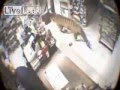 بالفيديو .. نمر يدخل محلا تجاريا ويثير الذعر