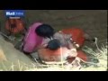 بالفيديو .. وكأن الأرض تلد الأطفال في الصين