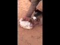 فيديو ولادة نادرة لخروف بدون أرجل