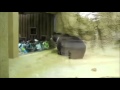 دب يرقص على موسيقى الهيب هوب