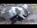 فيديو أعجز عن وصفه وفقط أقول "سبحان الله وبحمده"
