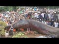 مخلوق بحري ضخم يثير الذعر في فيتنام