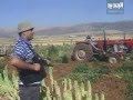 احتجاجات في لبنان بسبب اتلاف نبات الحشيشه - فيديو