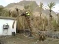 طريقة غريبة لإسقاط نخلة - شاهد الفيديو