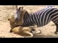 لبوءة فاشلة