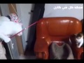 أخبث قط عرفته البشرية هههههههه