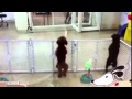 فيديو كلب يحتفل بعودته للمنزل بـ وصلة رقص