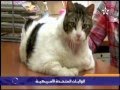 أضخم قط في العالم