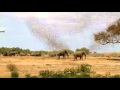 هروب الفيلة من الطيور المهاجرة
