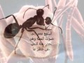 هل النمل يتكلم ؟؟؟؟؟؟؟؟؟ هذا تسجيل حقيقي لصوت النمل