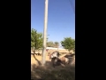 فيديو الحصان المضروب يثير فضيحة في السعودية