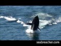 قارب على شكل سمك القرش