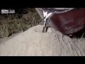 سكب الالومنيوم السائل في جحر النمل و النتيجة شيء مذهل ، سبحان الله