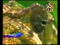 الديناصورات المصغرة - سبحان الله