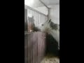 حصان حرمه صاحبه من الأكل بسبب فشله في السباق. شاهد من الذي اطعمه. سبحان الله