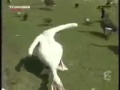 شاهد طائر البجعة المتوحشة !!