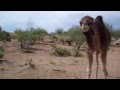 جمل يخاف من صندق بلاستيك