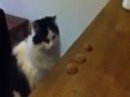 أذكى قط في العالم