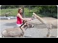 بالفيديو .. حمار يغار على فتاة بطريقته الخاصة
