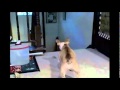 خليك قدها ياشجاع