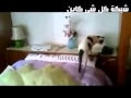 قط يجيب على الهاتف كلما سمع رنينه