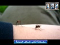 مقطع مقرب لبعوضة تمتص الدم