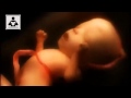 فيديو اكثر من رائع - الحياة في الرحم 9 أشهر مختصرة في 4 دقائق