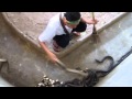 شخص يقوم بتنظيف اوساخ افاعي الكوبرا في مقطع رهيب