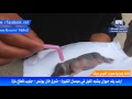 حالة غريبة .. خانيونس : "أرنب" يلد "فيل" .. فيديو