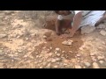 سعودي أراد استخراج ضب فسحب حية .. شاهد ماذا حدث