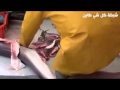 بالفيديو أسماك صغيرة تقفز من بطن سمكة قرش أثناء تنظيفها