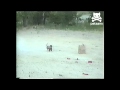 شاهد كيف تمكن كلب صغير من اطلاق العاب نارية