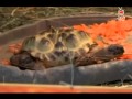 سلحفاه برأسين وقلبين وستة أرجل